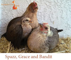 Spazz, Grace and Bandit (1) 